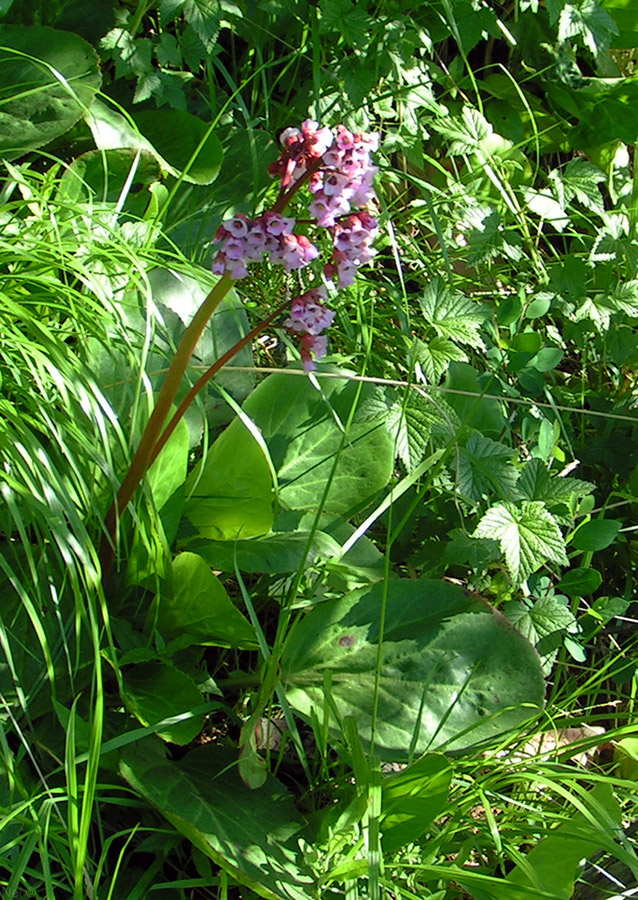 Image of Bergenia crassifolia specimen.