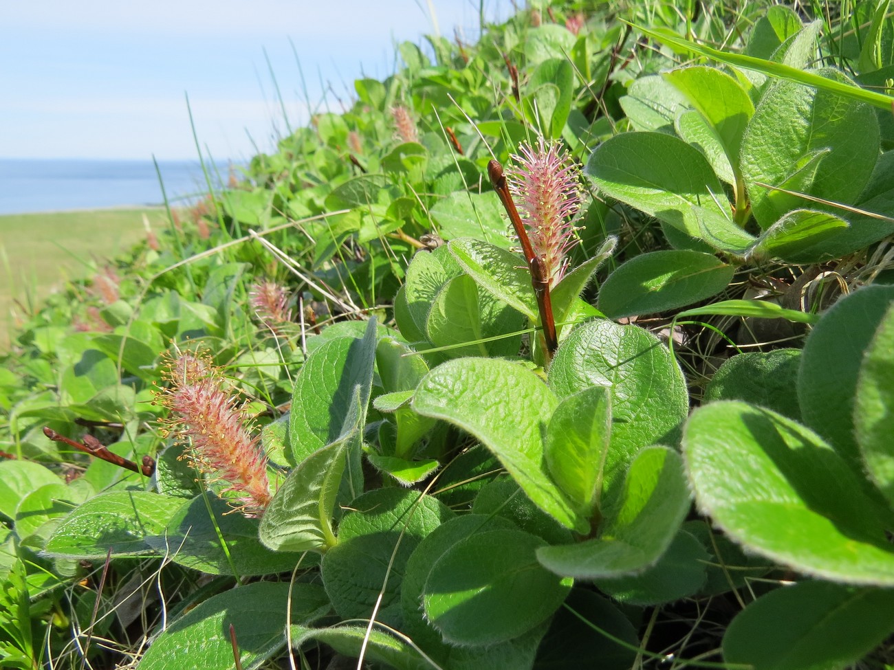 Image of Salix arctica specimen.