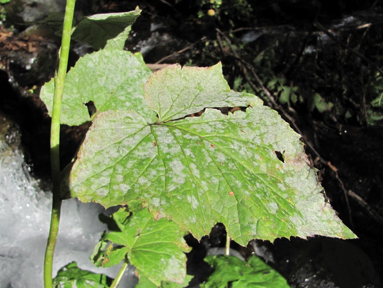 Image of Cicerbita petiolata specimen.