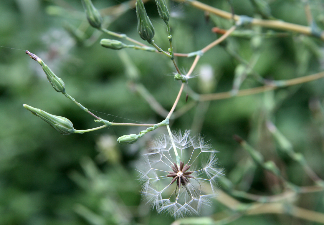 Image of Lactuca serriola specimen.