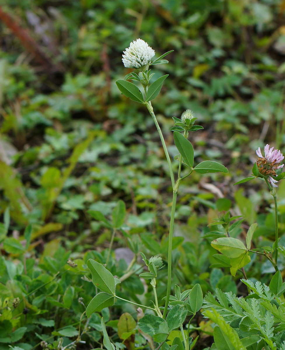 Image of Trifolium pratense var. albiflorum specimen.