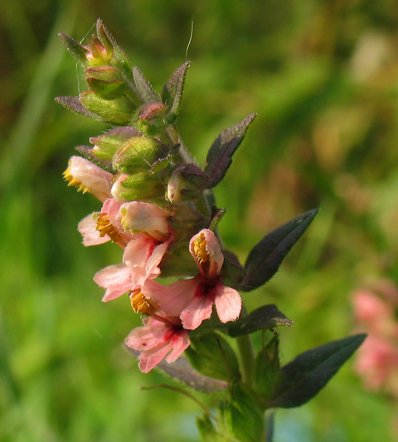 Изображение особи Odontites vulgaris.