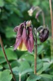 Aquilegia oxysepala