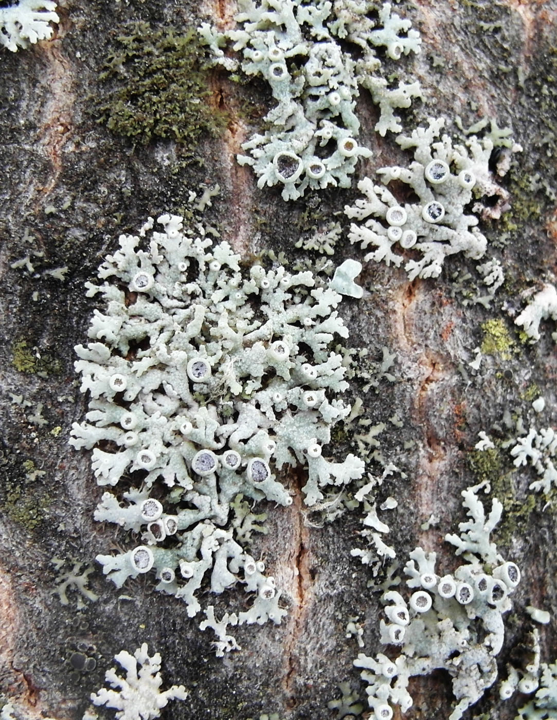 Image of Physcia stellaris specimen.