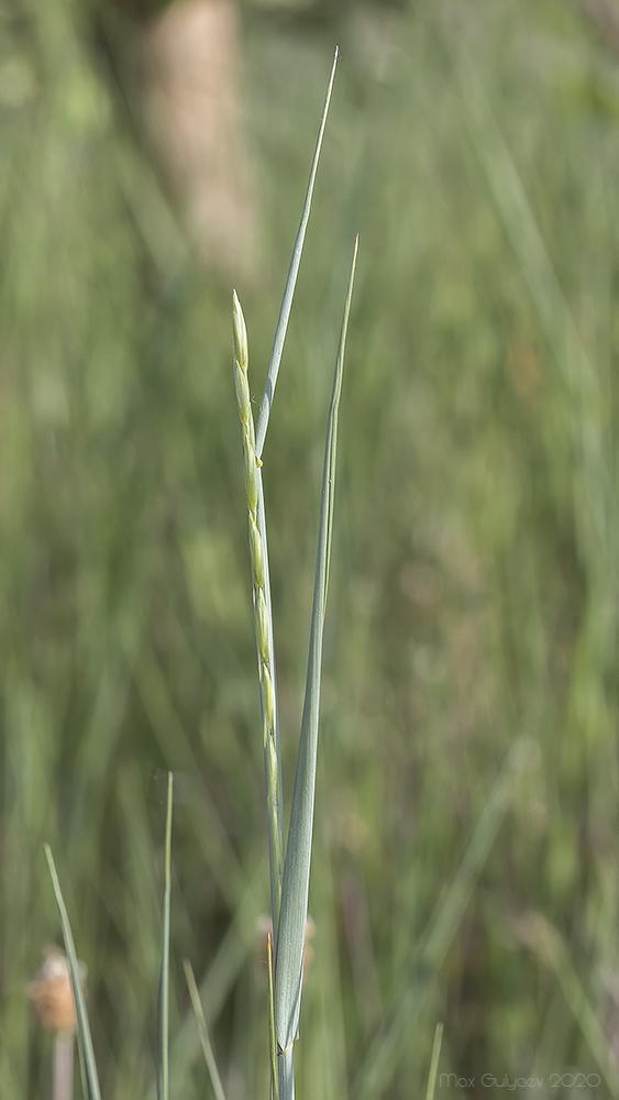 Image of genus Elytrigia specimen.