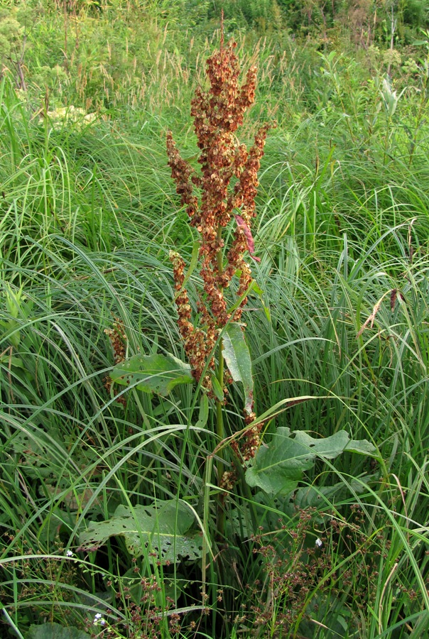 Image of Rumex aquaticus specimen.