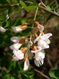 Robinia pseudoacacia. Соцветие. Украина, г. Запорожье, северная часть о-ва Хортица. 20.05.2017.
