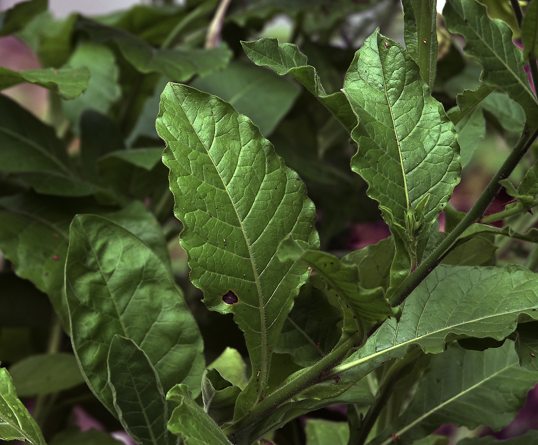 Image of Nicotiana alata specimen.