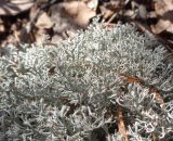 Cladonia rangiferina. Части таллома. Тверская обл., Весьегонский р-н, бывшая свалка опилок на сфагновом болоте, земляной вал, сосняк. 1 мая 2020 г.