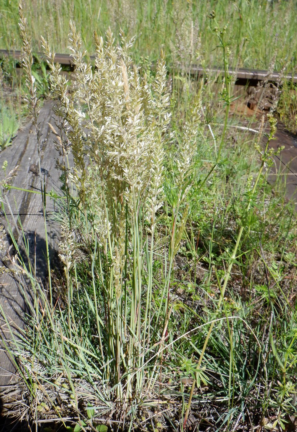 Image of Koeleria glauca specimen.