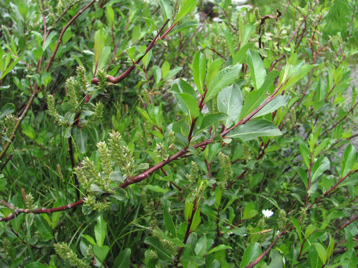 Image of Salix kazbekensis specimen.