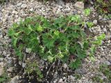 Alchemilla caucasica