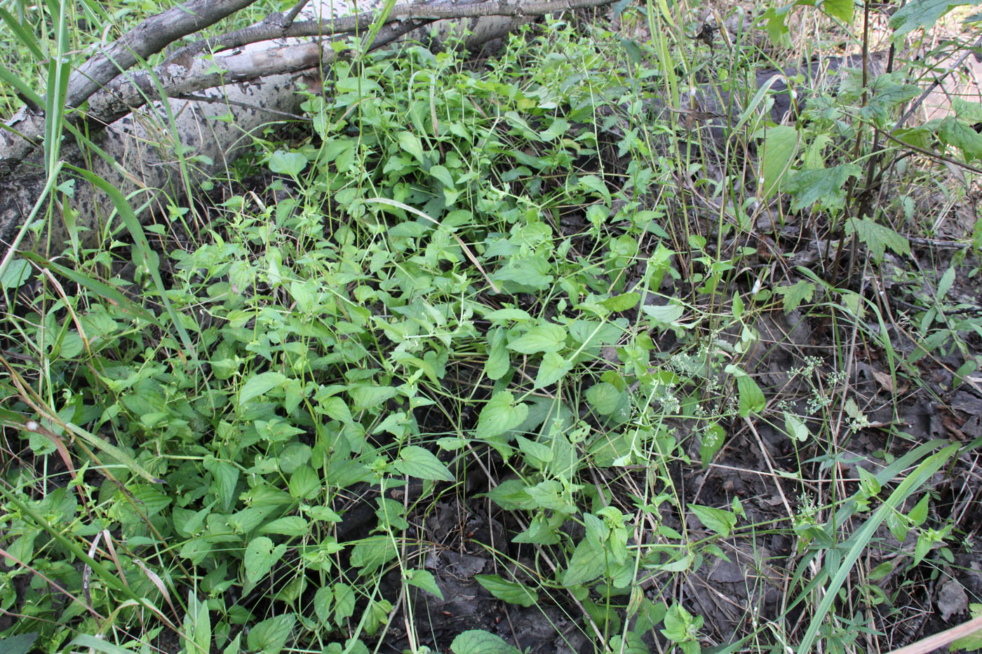 Image of genus Viola specimen.