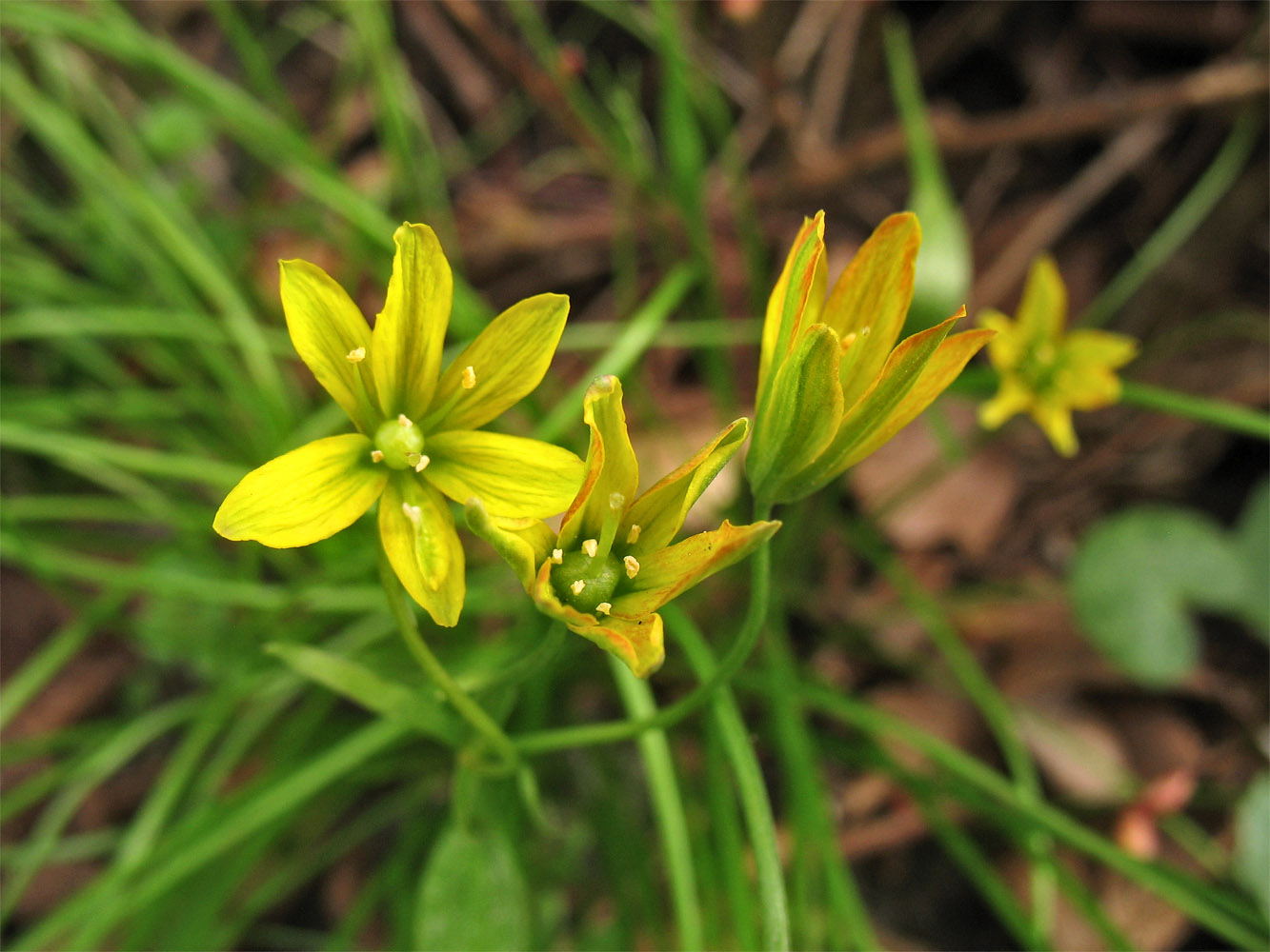 Image of Gagea spathacea specimen.