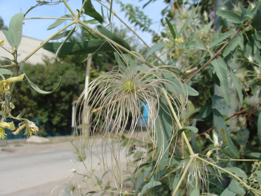 Image of Clematis orientalis specimen.