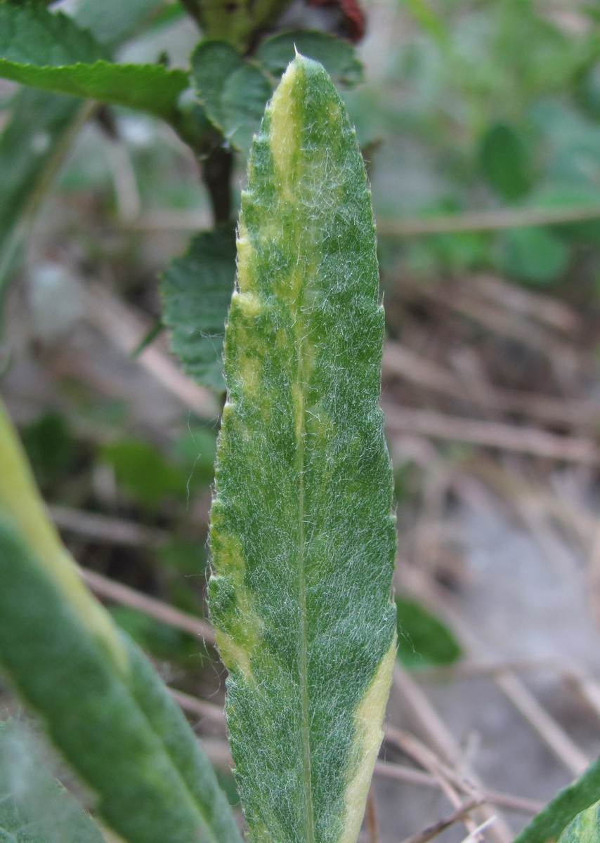 Изображение особи Cirsium setosum.