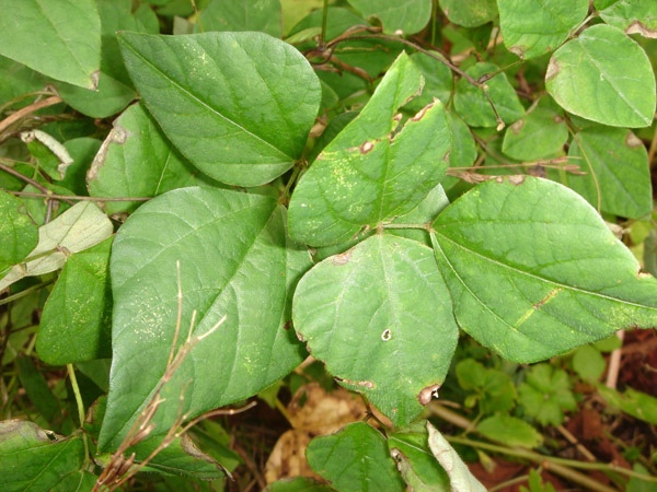 Image of Amphicarpaea japonica specimen.