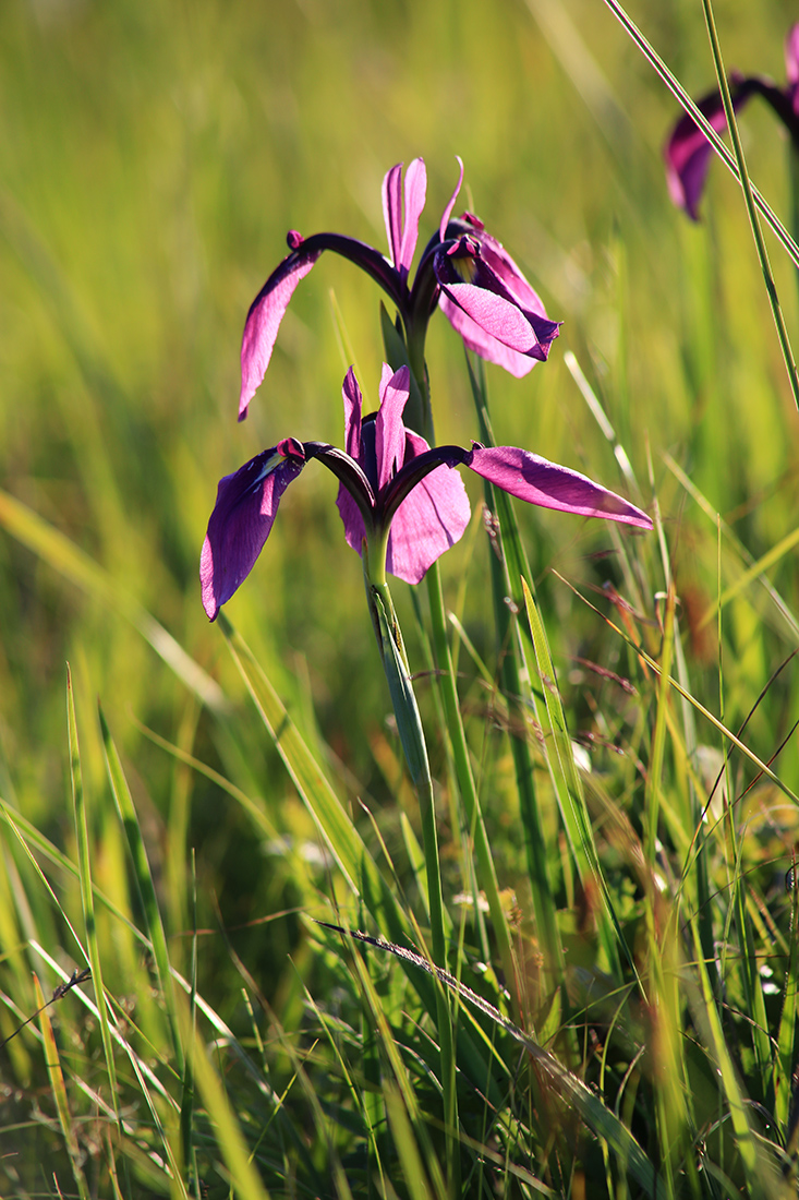 Изображение особи Iris ensata.