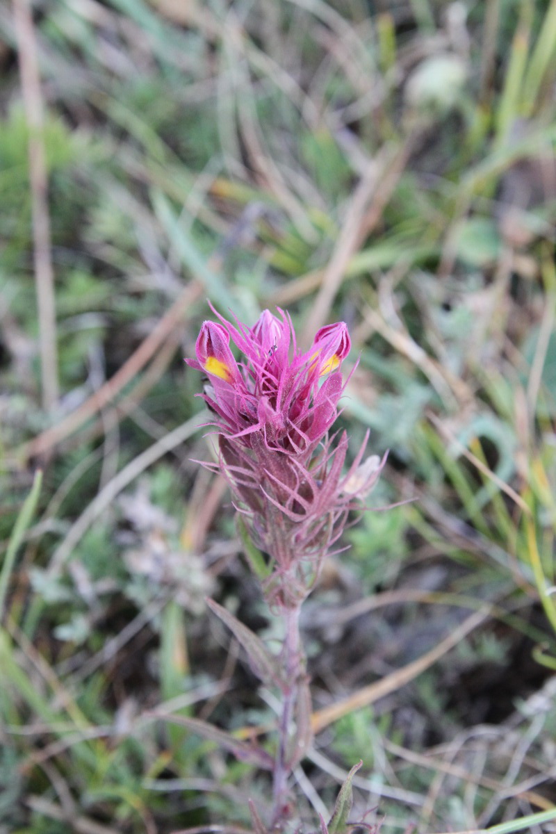 Image of Melampyrum arvense specimen.