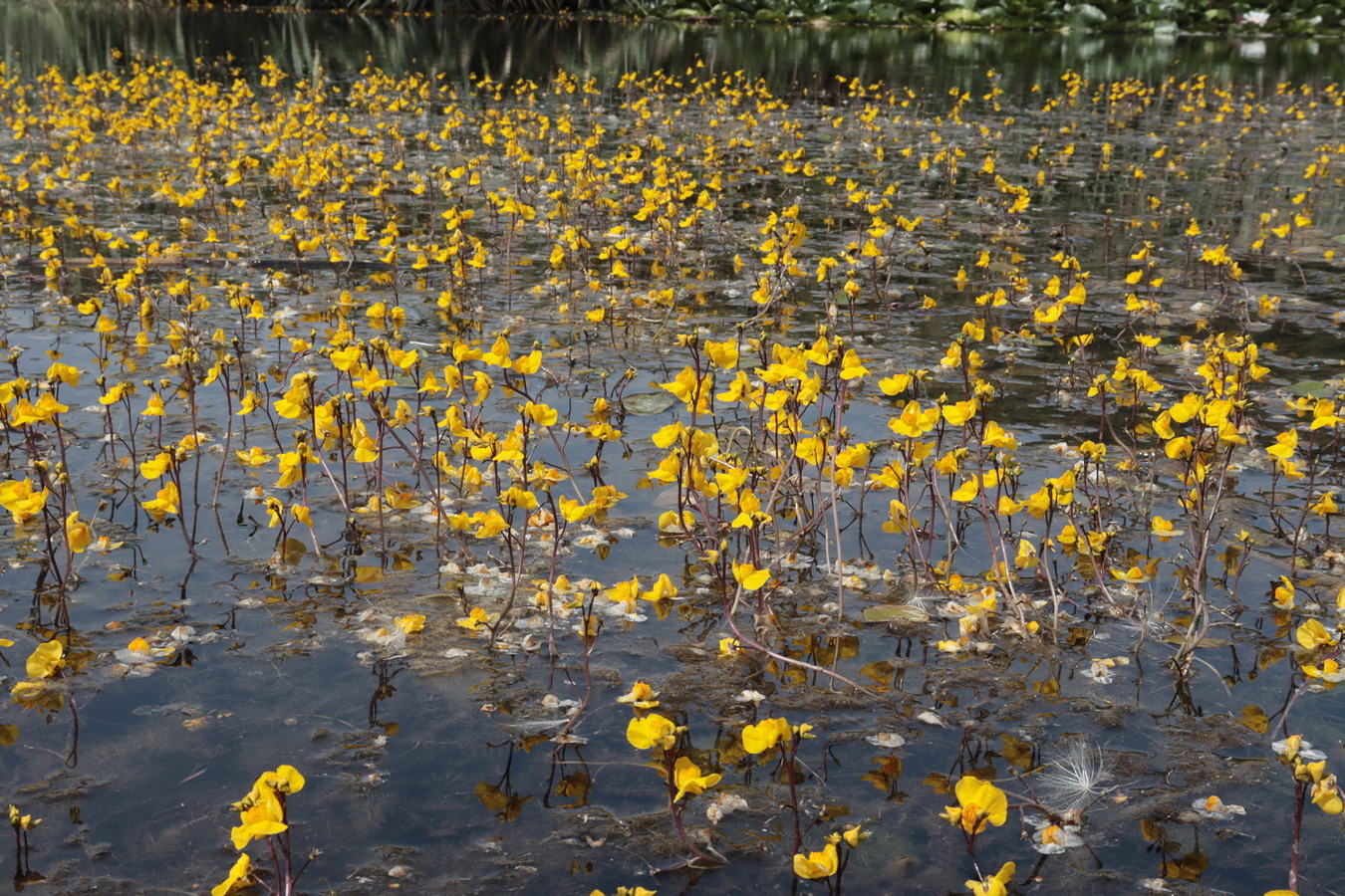 Изображение особи Utricularia australis.