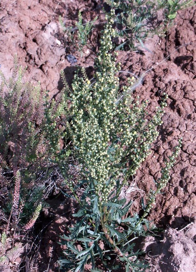 Image of Artemisia latifolia specimen.