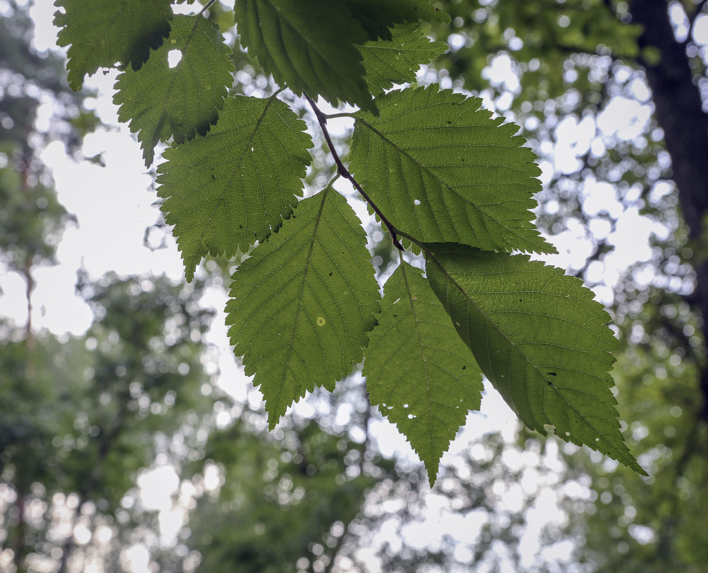 Image of genus Prunus specimen.