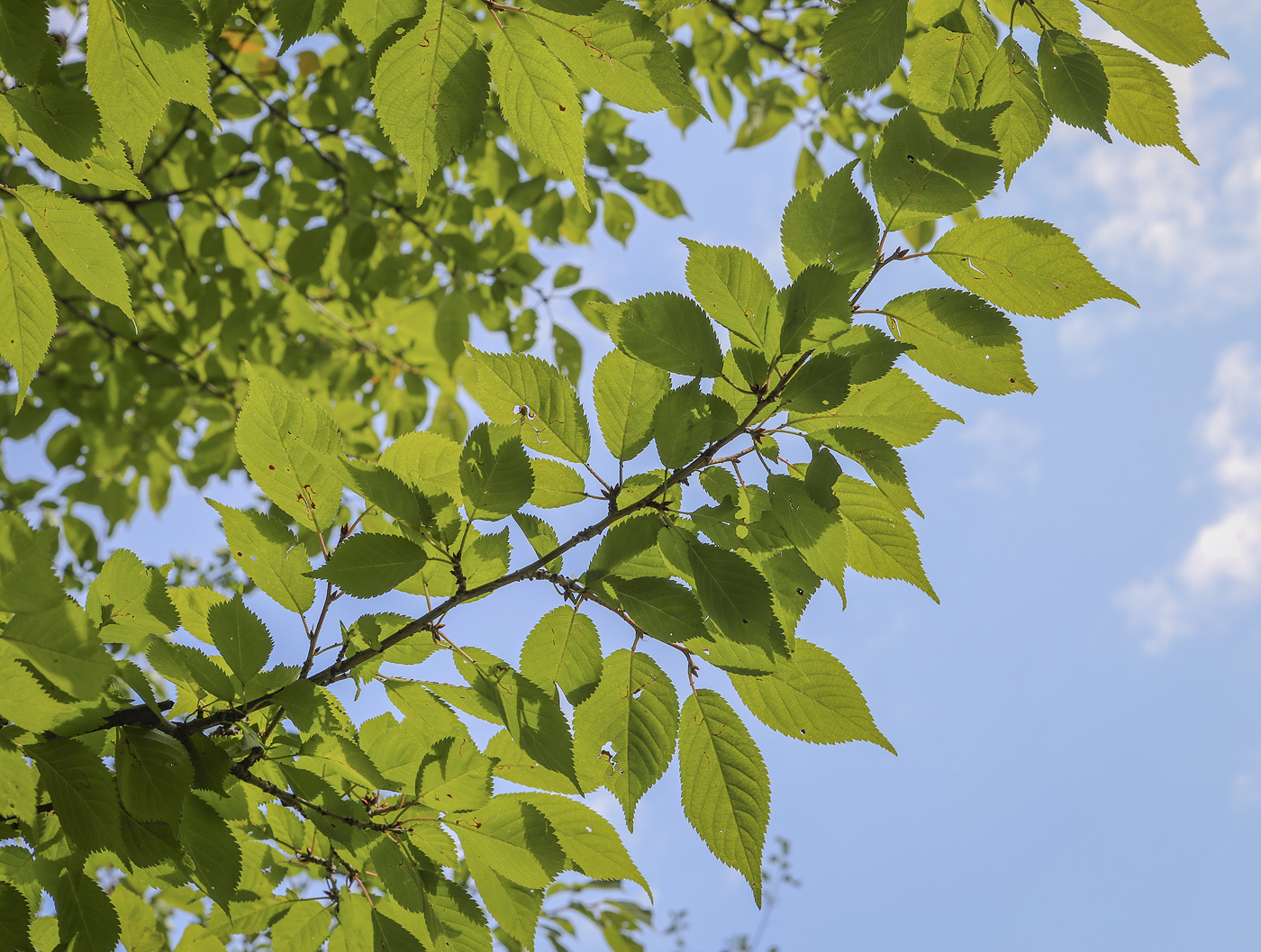 Image of Prunus incisa specimen.