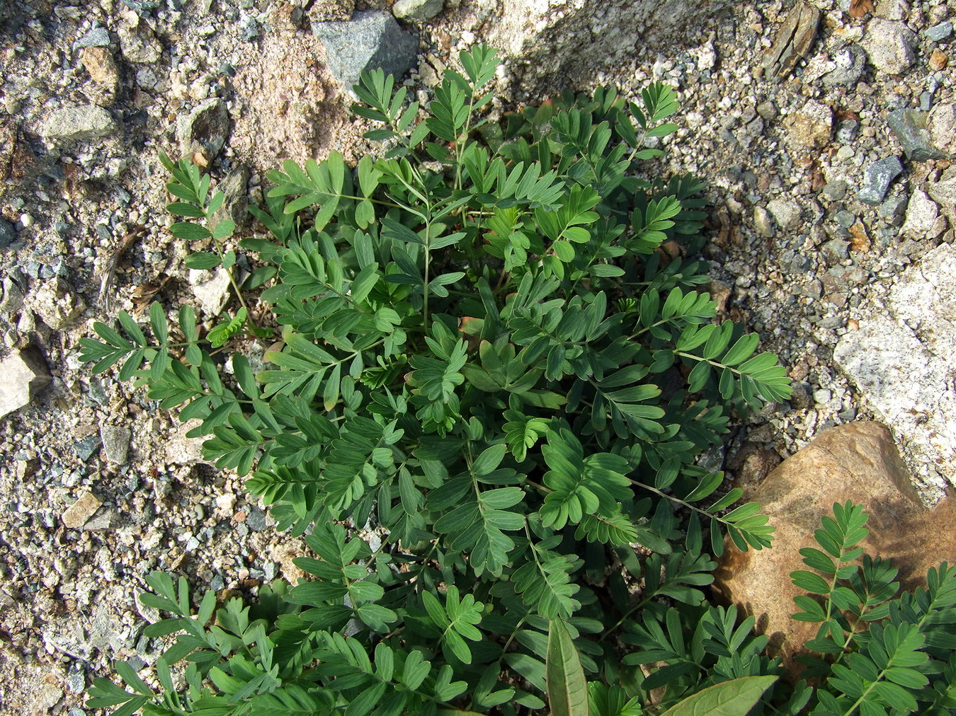 Изображение особи Potentilla semiglabra.