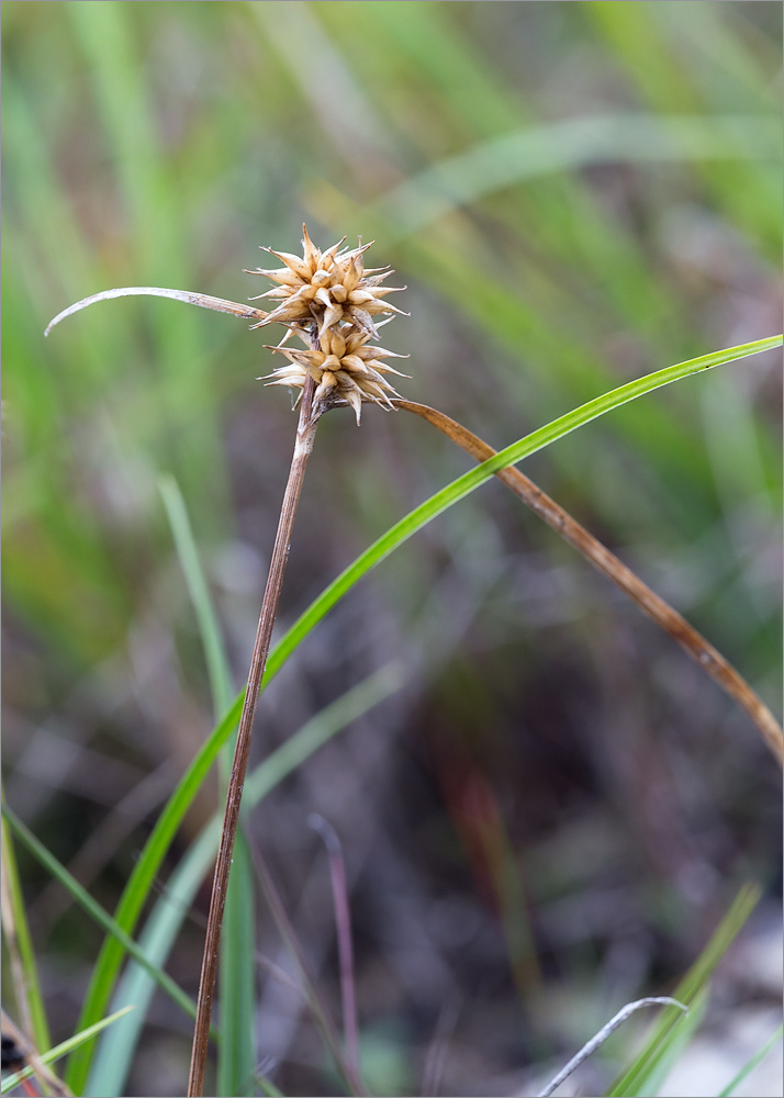 Изображение особи Carex flava.