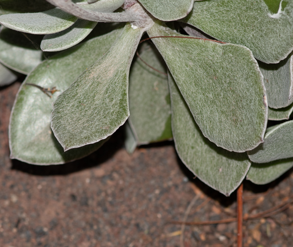 Image of familia Asteraceae specimen.