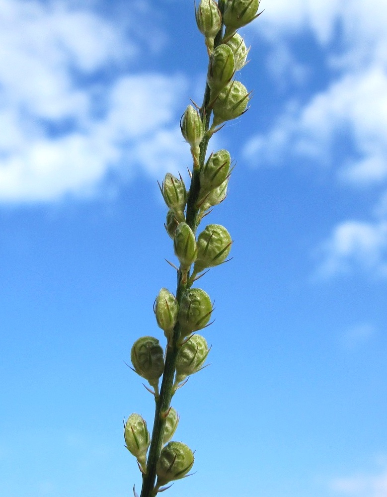 Image of genus Onobrychis specimen.