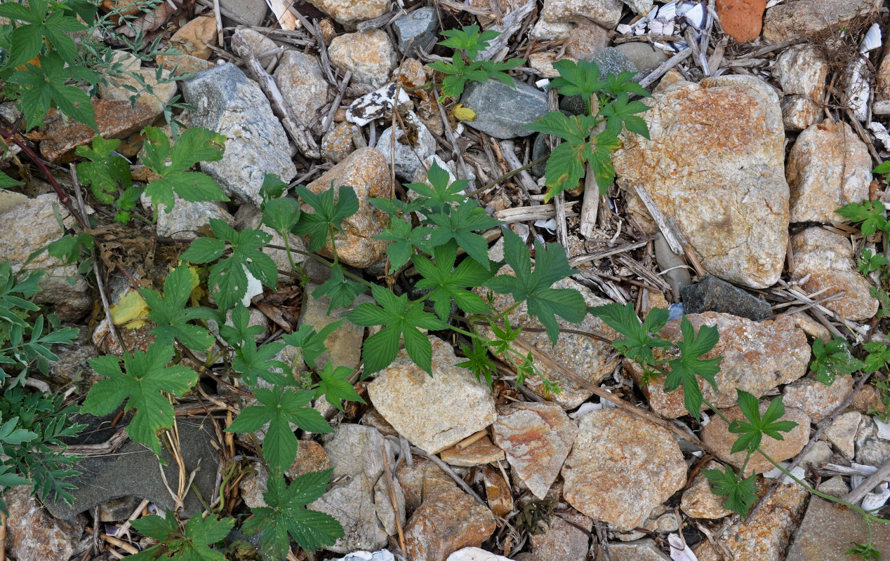 Image of Humulopsis scandens specimen.