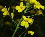 Sisymbrium loeselii