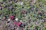 genus Astragalus