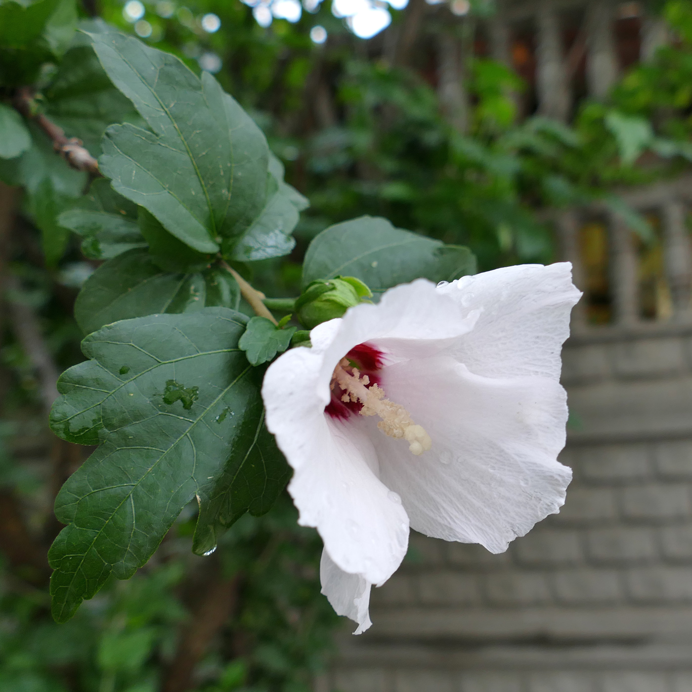 Image of Hibiscus syriacus specimen.