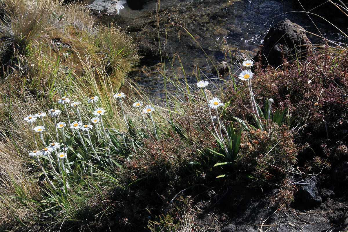 Image of familia Asteraceae specimen.