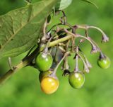 Solanum dulcamara. Соплодие. Приморский край, г. Находка, ст. Находка, на ж.-д. путях. 21.08.2022.