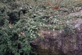 род Cotoneaster. Цветущее растение. Бутан, дзонгхаг Пунакха, национальный парк \"Royal Botanical\". 03.05.2019.