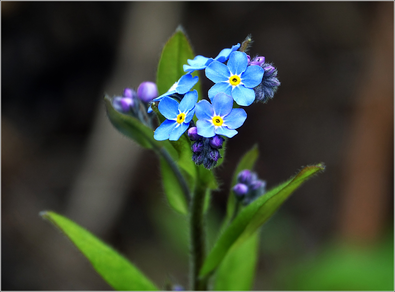 Изображение особи Myosotis sylvatica.