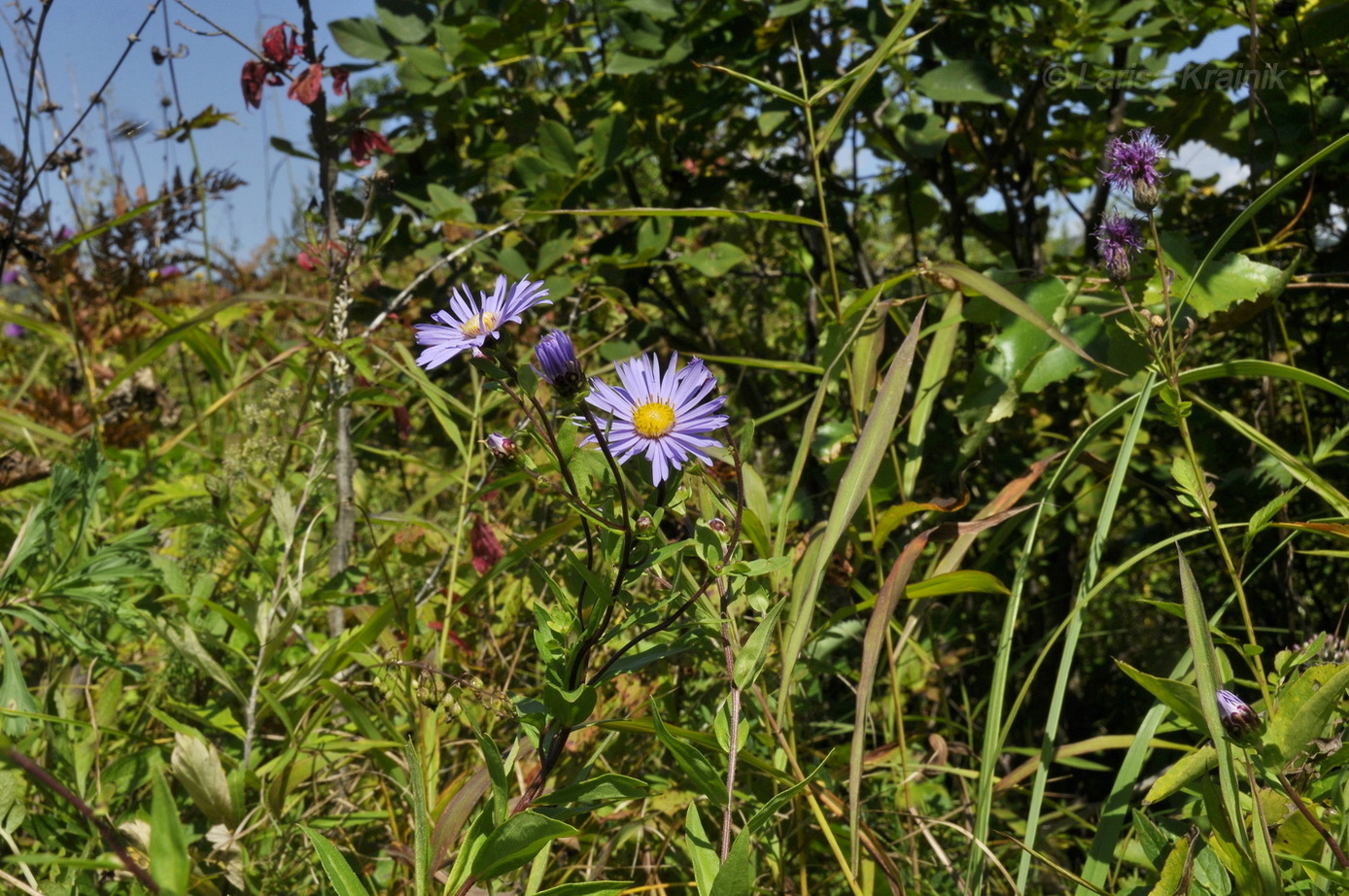 Изображение особи Aster maackii.