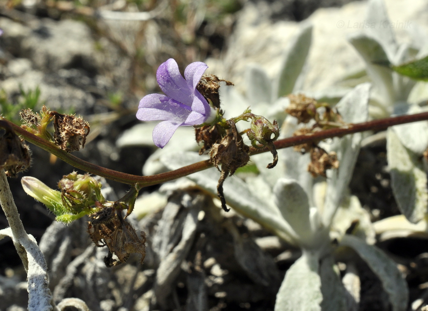 Image of Campanula taurica specimen.