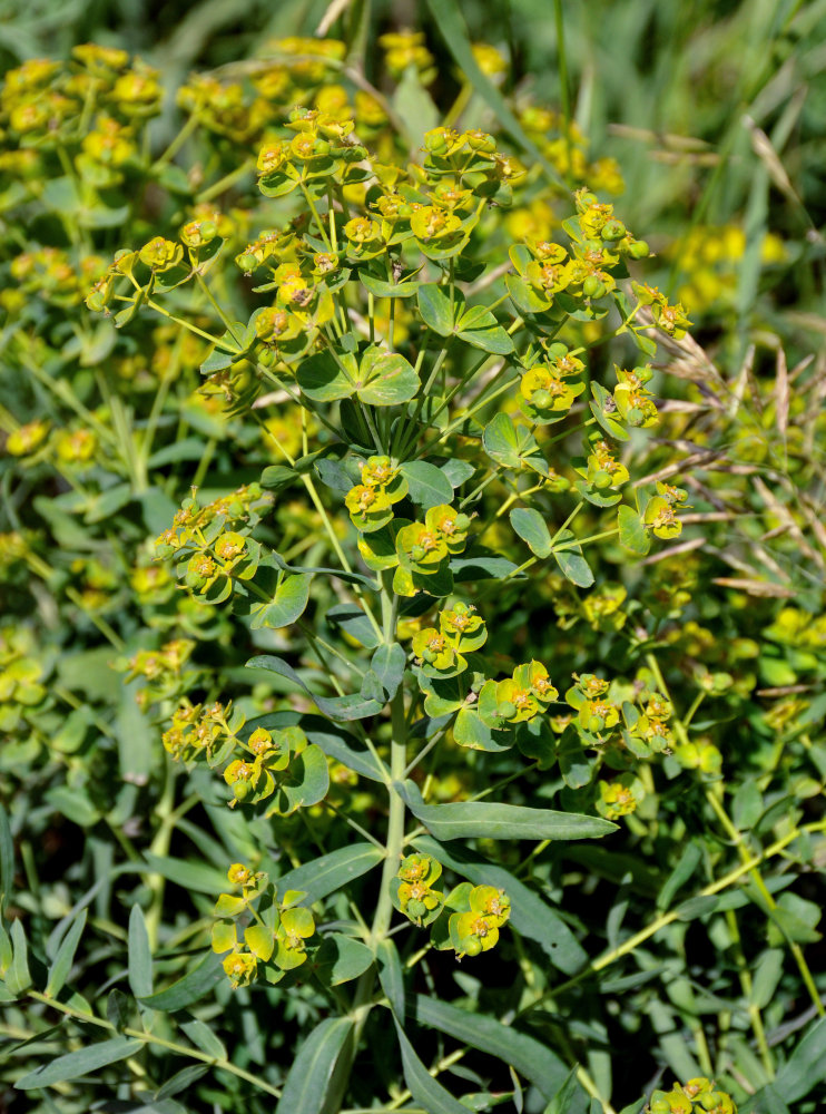 Изображение особи Euphorbia virgata.