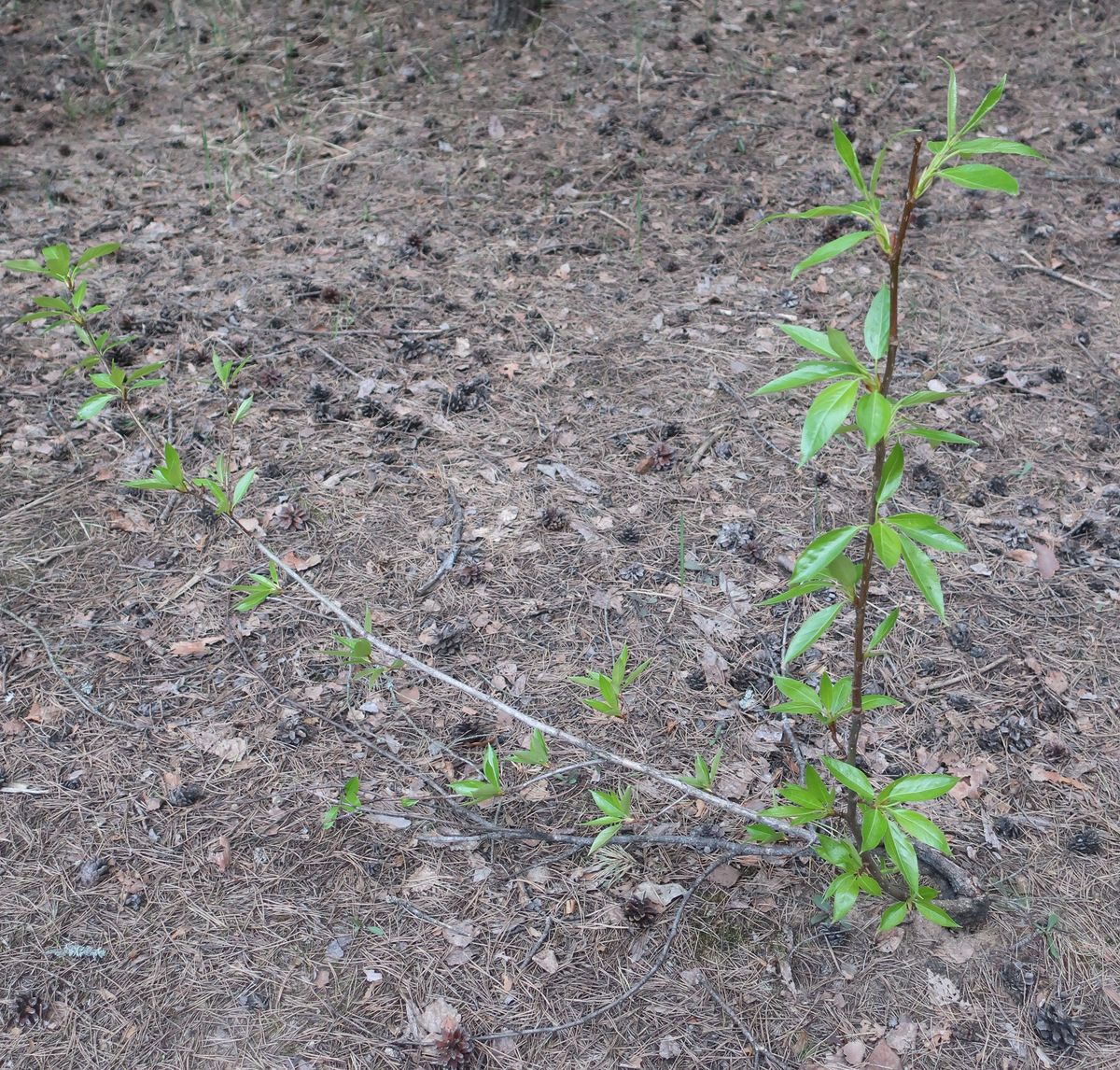 Изображение особи Populus longifolia.