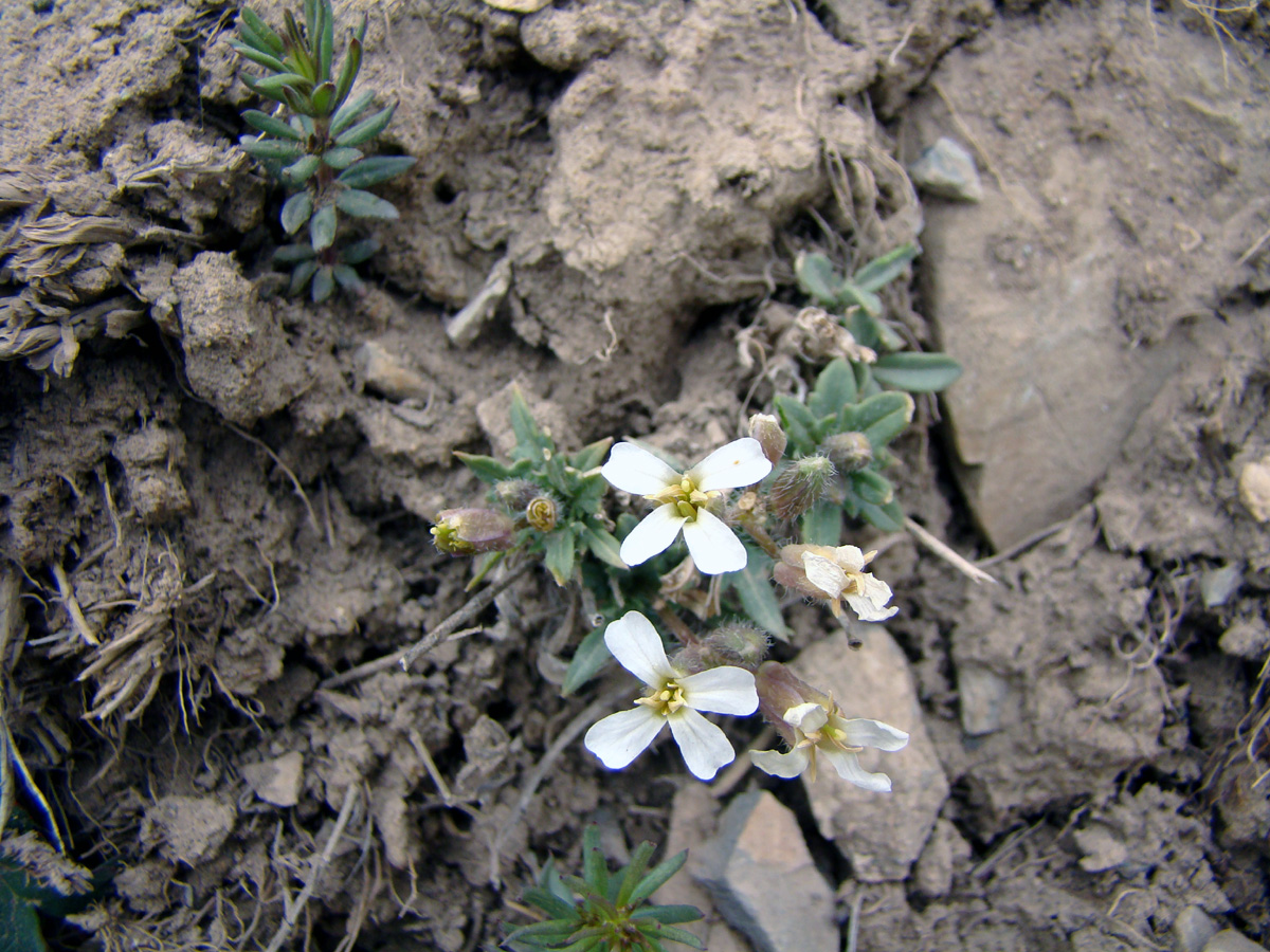 Image of Parrya alba specimen.