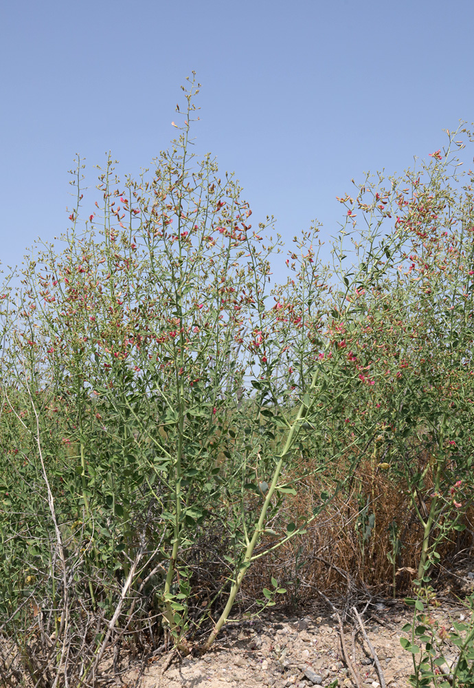 Image of Alhagi kirghisorum specimen.