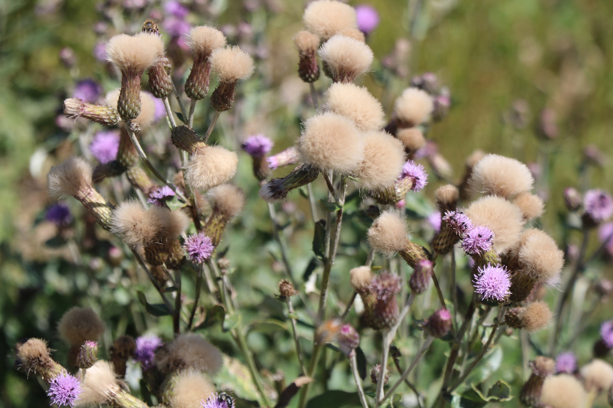 Image of Cirsium arvense specimen.