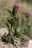 Trifolium alpestre