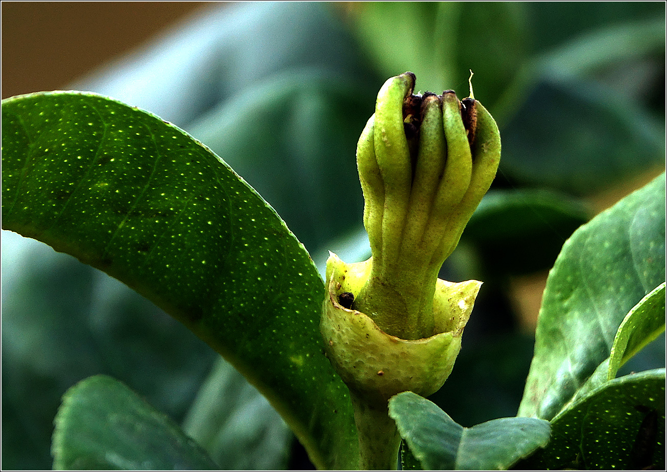 Изображение особи Citrus medica var. sarcodactylis.