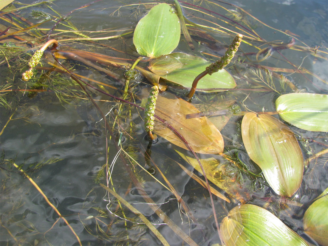 Image of Potamogeton natans specimen.