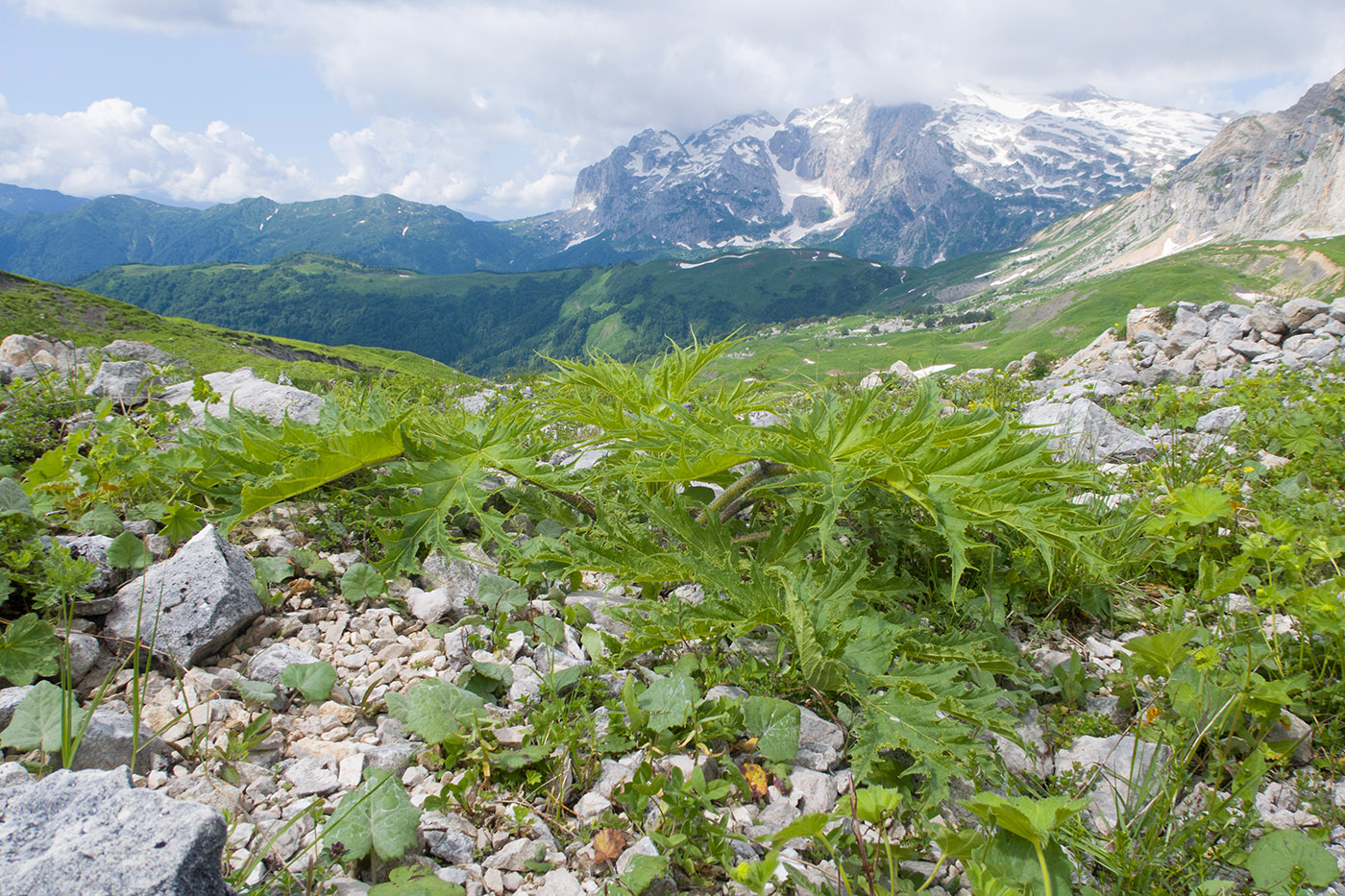 Изображение особи Heracleum freynianum.